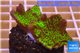 Montipora green & purple polyps 3-4 cm WYSIWYG acclimaté