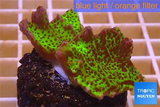 Montipora green & purple polyps 3-4 cm WYSIWYG acclimaté