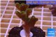 Pocillopora damicornis green & pink tip 2-4 cm WYSIWYG acclimaté