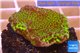 Montipora green & purple polyps 3-4 cm WYSIWYG acclimaté