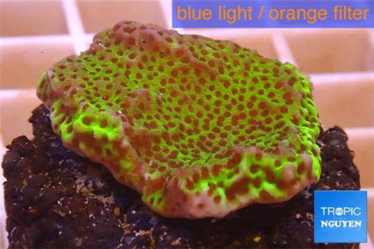 Montipora green & purple polyps 3-4 cm WYSIWYG acclimaté