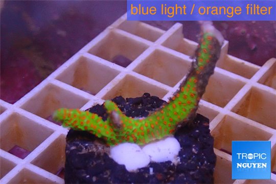 Montipora red fire forest 2-3 cm WYSIWYG acclimaté