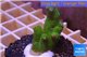 Montipora digitata green 3-5 cm WYSIWYG acclimaté