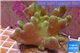 Lobophytum greeny body & white polyps 7-12 cm WYSIWYG acclimaté