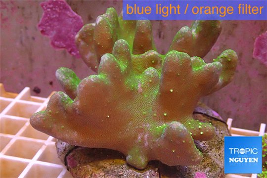 Lobophytum greeny body & white polyps 7-12 cm WYSIWYG acclimaté