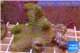 Sarcophyton full neon green polyps Australia 7-12 cm WYSIWYG acclimaté