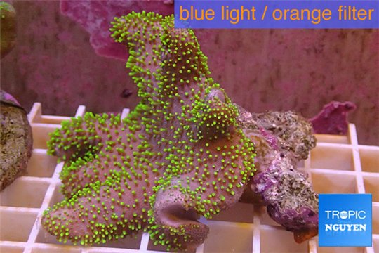 Sarcophyton full neon green polyps Australia 7-12 cm WYSIWYG acclimaté