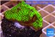 Montipora green & purple polyps 3-4 cm WYSIWYG acclimaté