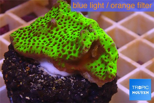 Montipora green & purple polyps 3-4 cm WYSIWYG acclimaté