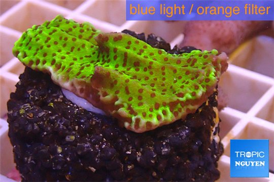 Montipora green & purple polyps 3-4 cm WYSIWYG acclimaté
