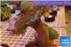 Sarcophyton long polyps 8-14 cm WYSIWYG acclimaté