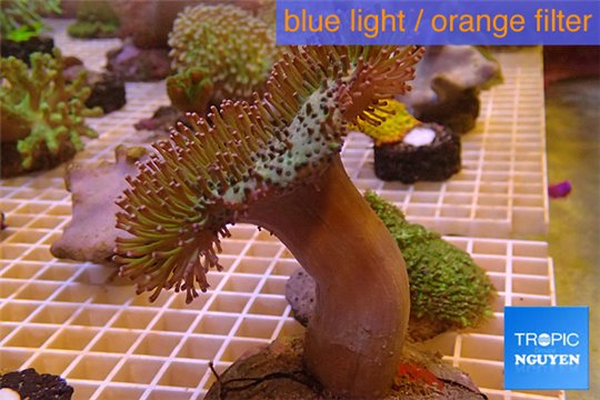 Sarcophyton long polyps 8-14 cm WYSIWYG acclimaté