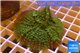 Rhodactis green big leaf 5-6 cm WYSIWYG acclimaté