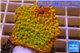 Montipora kung pao phoenix 3-5 cm WYSIWYG acclimaté