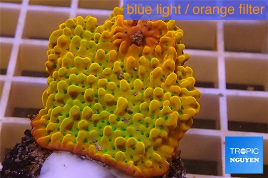 Montipora kung pao phoenix 3-5 cm WYSIWYG acclimaté