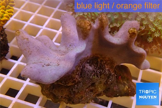 Sarcophyton full neon green polyps Australia 7-12 cm WYSIWYG acclimaté