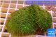 Rhodactis green big leaf 2 polyps WYSIWYG acclimaté
