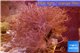 Xenia long polyps 10-15 cm WYSIWYG acclimaté