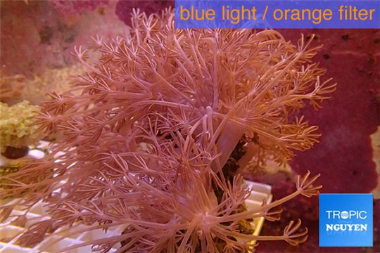 Xenia long polyps 10-15 cm WYSIWYG acclimaté