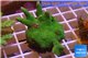 Montipora digitata green 3-5 cm WYSIWYG acclimaté
