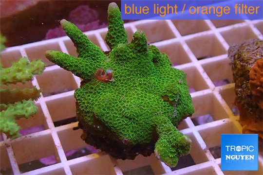 Montipora digitata green 3-5 cm WYSIWYG acclimaté