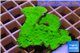 Montipora green cap 3-5 cm WYSIWYG acclimaté