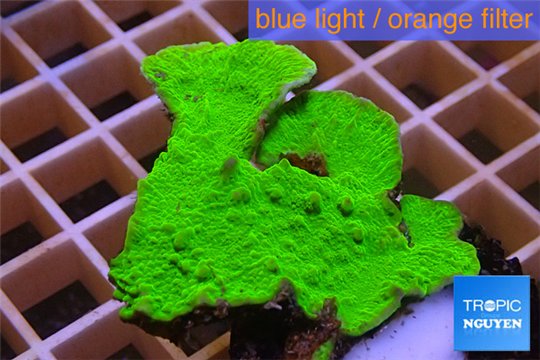 Montipora green cap 3-5 cm WYSIWYG acclimaté
