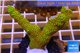 Montipora red fire forest 3-5 cm WYSIWYG acclimaté