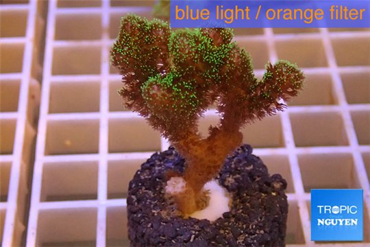 Pocillopora damicornis green & pink tip 2-3 cm WYSIWYG acclimaté