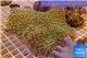 Sarcophyton long white polyps Fijii 8-14 cm WYSIWYG acclimaté