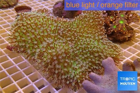 Sarcophyton long white polyps Fijii 8-14 cm WYSIWYG acclimaté