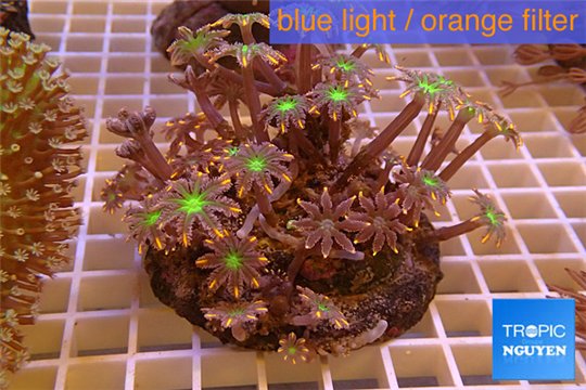 Clavularia papaya orange green 7-10 cm WYSIWYG acclimaté