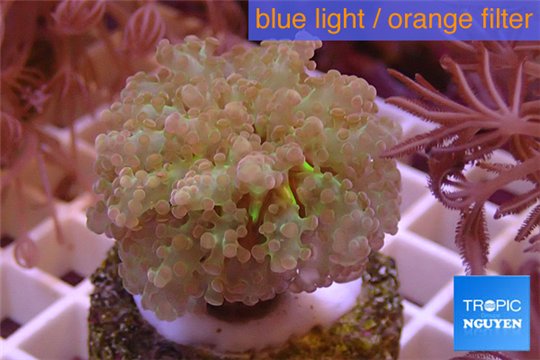 Euphyllia paradivisa green & white 4-6 cm WYSIWYG acclimaté