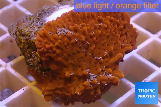 Montipora red purple polyps 4-5 cm WYSIWYG acclimaté