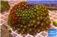 Zoanthus garden mix color 8-12 cm WYSIWYG acclimaté
