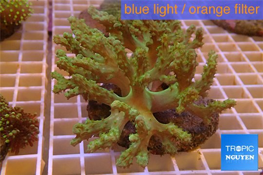 Sinularia green 5-8 cm WYSIWYG acclimaté