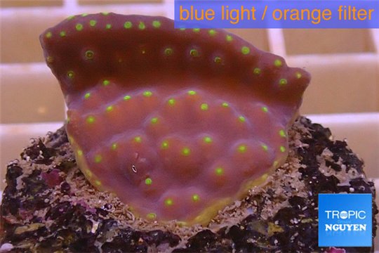 Turbinaria reniformis yellow polyps 2-3 cm WYSIWYG acclimaté