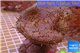 Sarcophyton long polyps 6-9 cm WYSIWYG acclimaté