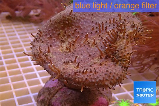 Sarcophyton long polyps 6-9 cm WYSIWYG acclimaté