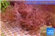 Xenia long polyps 7-12 cm WYSIWYG acclimaté