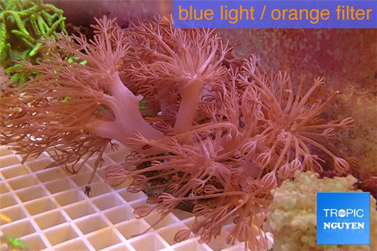 Xenia long polyps 7-12 cm WYSIWYG acclimaté