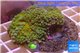 Ricordea yuma green gold 4-7 cm WYSIWYG acclimaté