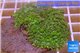 Rhodactis green big leaf 5-8 cm WYSIWYG acclimaté