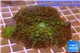 Rhodactis green big leaf 5-6 cm WYSIWYG acclimaté