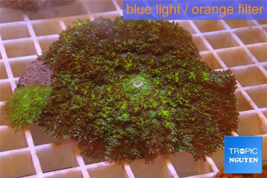 Rhodactis green big leaf 5-6 cm WYSIWYG acclimaté