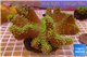 Lobophytum green polyps 8-12 cm WYSIWYG acclimaté