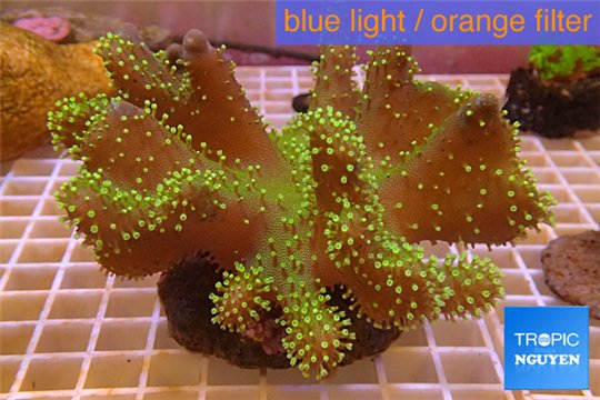Lobophytum green polyps 8-12 cm WYSIWYG acclimaté