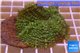 Rhodactis green big leaf 5-6 cm WYSIWYG acclimaté