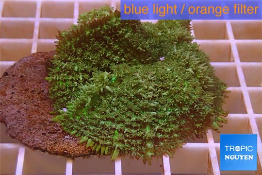 Rhodactis green big leaf 5-6 cm WYSIWYG acclimaté
