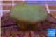 Sarcophyton long polyps 6-9 cm WYSIWYG acclimaté